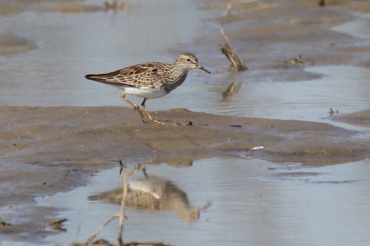 Pectoral Sandpiper - Ron Sempier