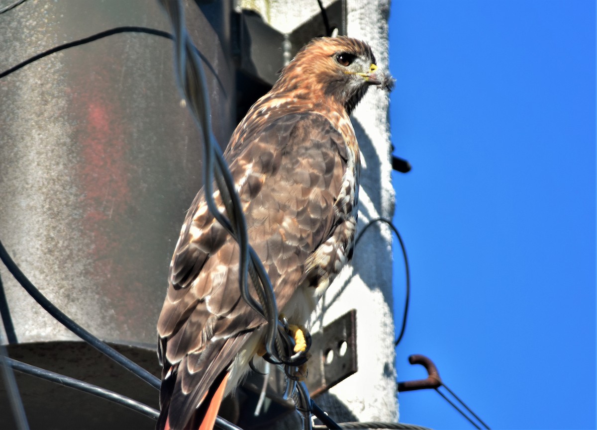 Red-tailed Hawk (abieticola) - ML270921341