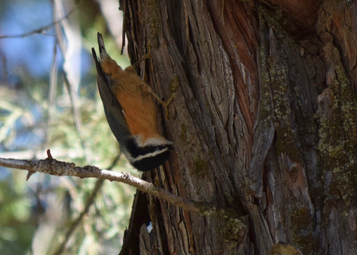 Red-breasted Nuthatch - ML270922361