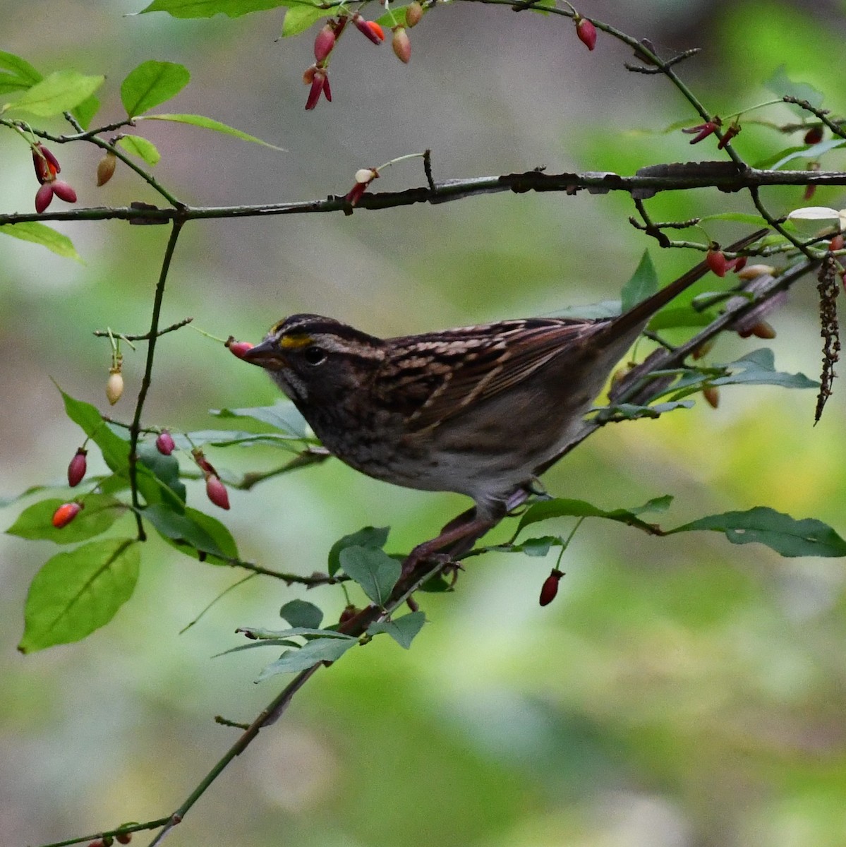 White-throated Sparrow - ML270923911