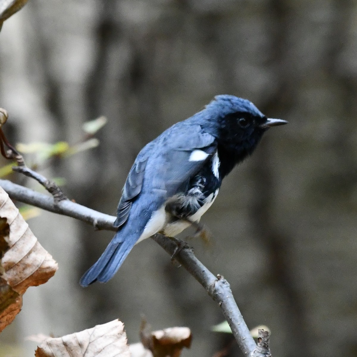 Black-throated Blue Warbler - ML270924161