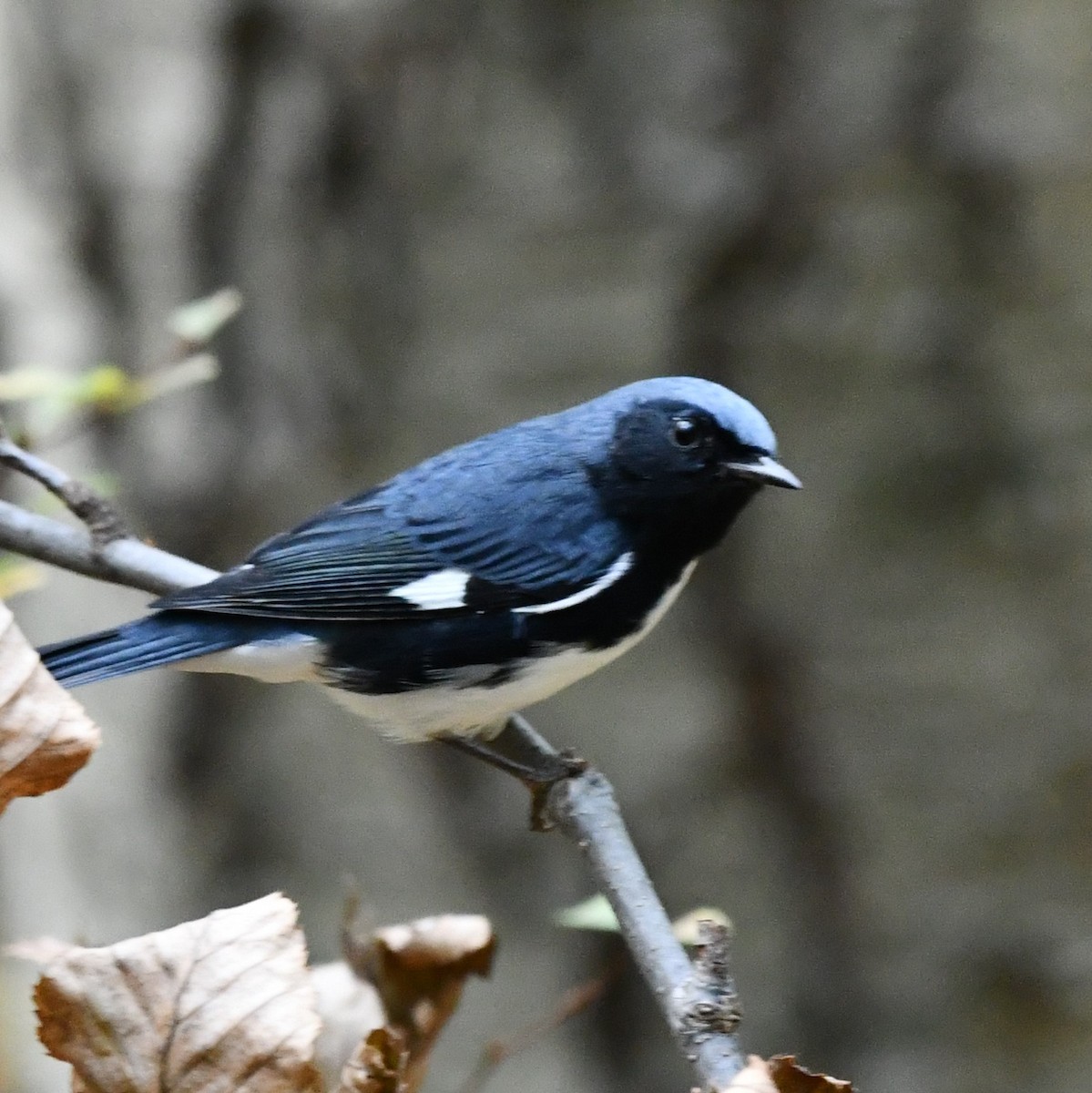 Black-throated Blue Warbler - ML270924171