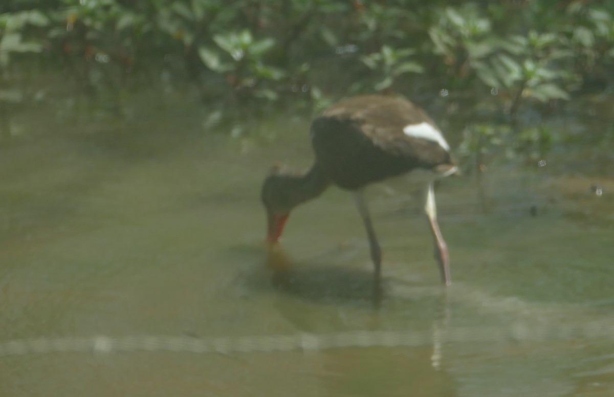 White Ibis - ML270924221