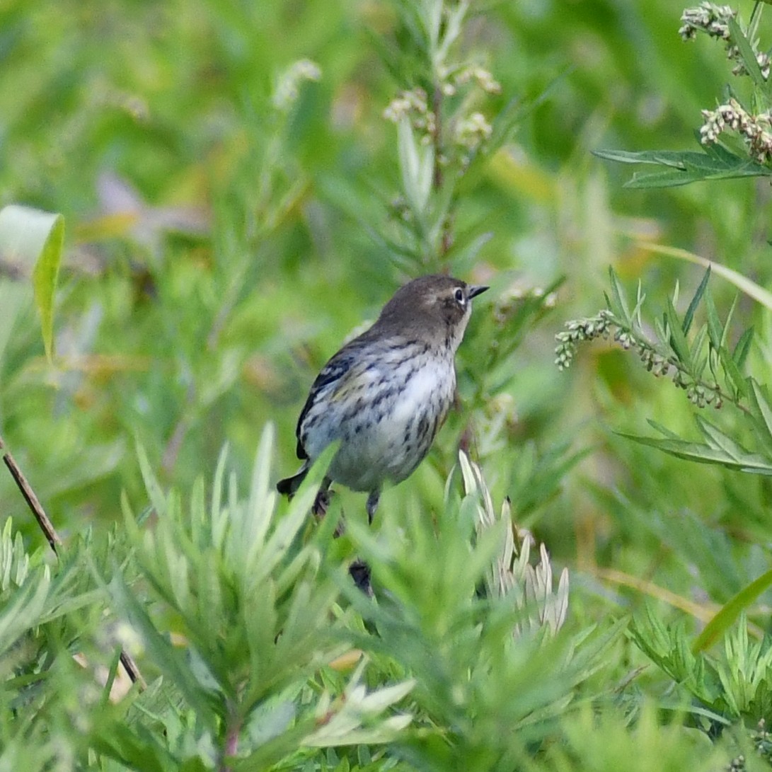 Yellow-rumped Warbler - ML270924231