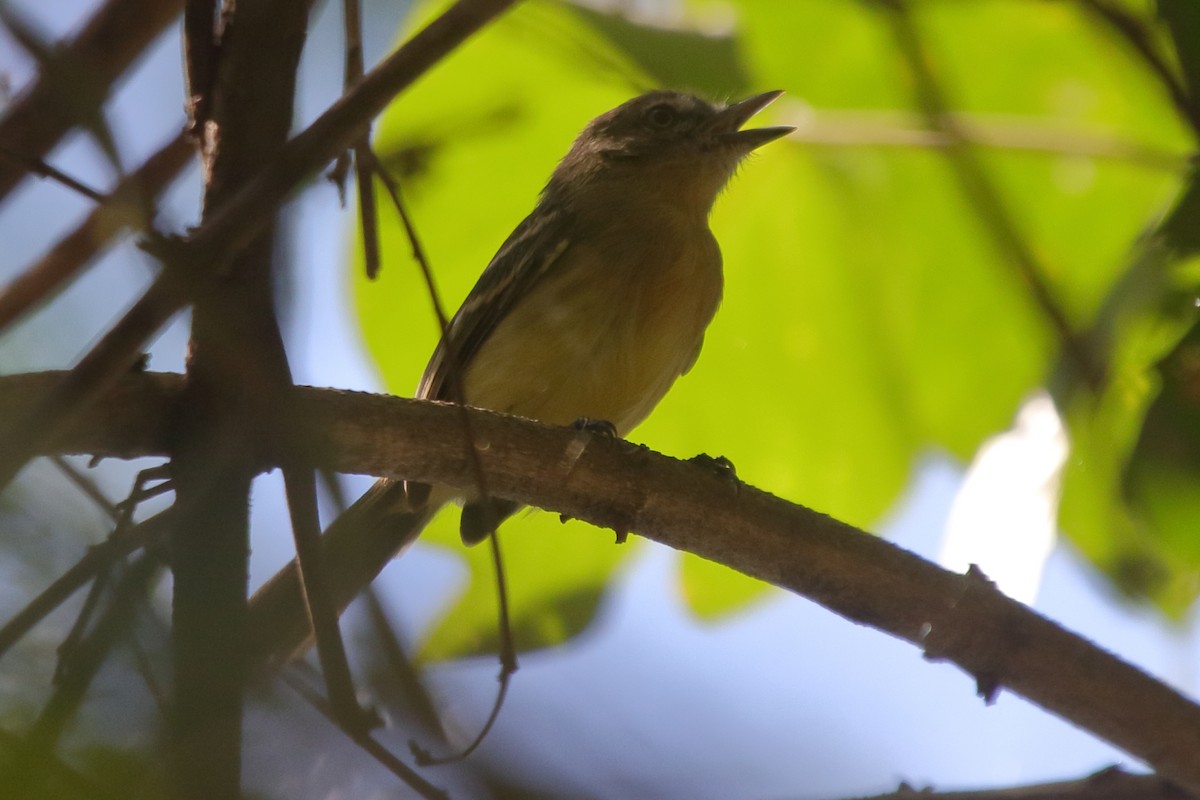 Pale-tipped Tyrannulet - ML270924761