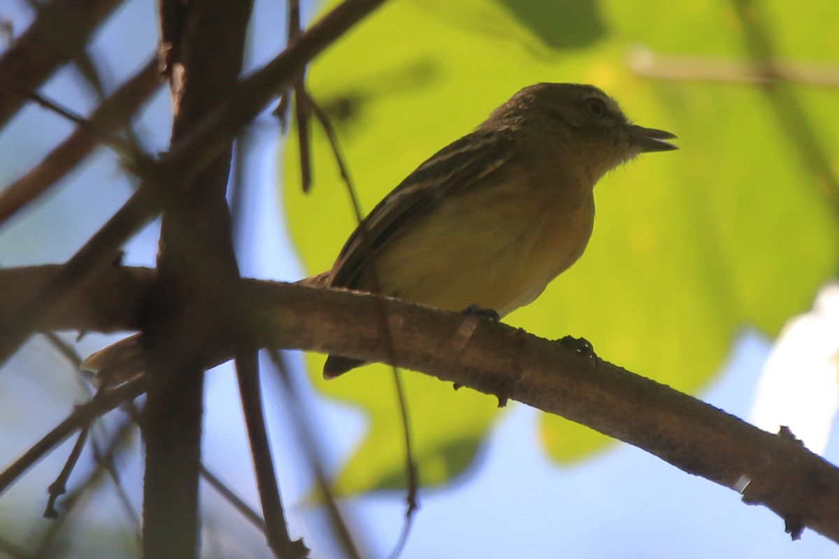 Pale-tipped Tyrannulet - ML270924781