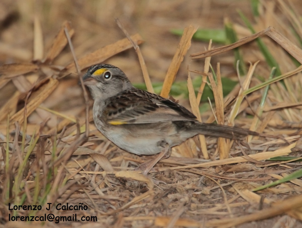 Yellow-browed Sparrow - Lorenzo Calcaño