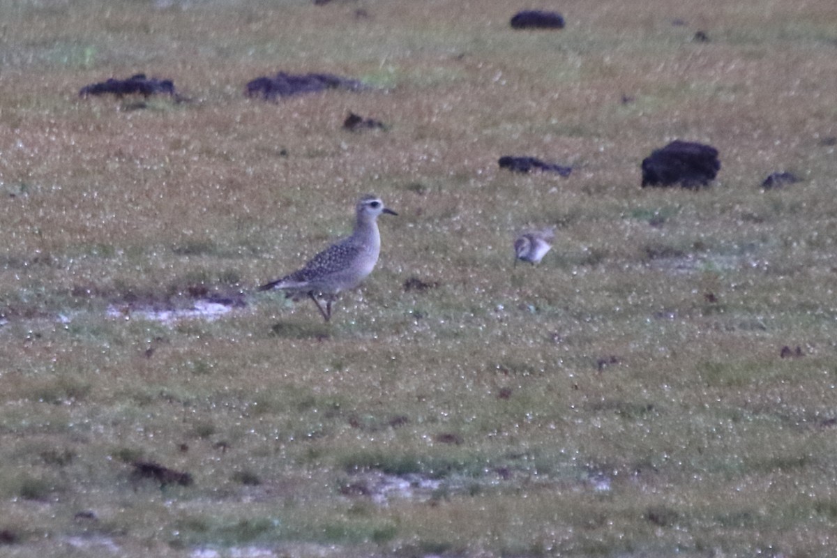 American Golden-Plover - ML270925441