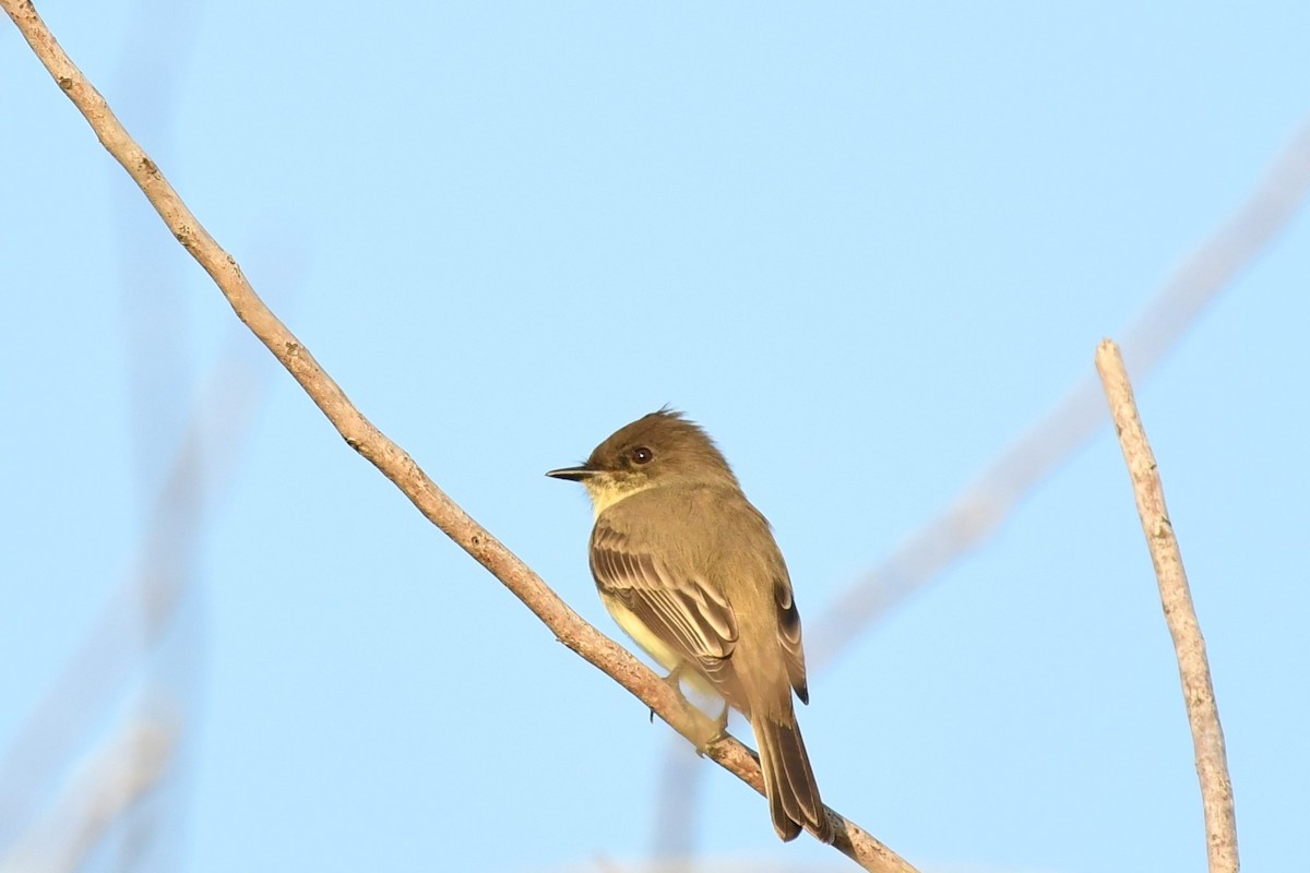 Eastern Phoebe - ML270927741