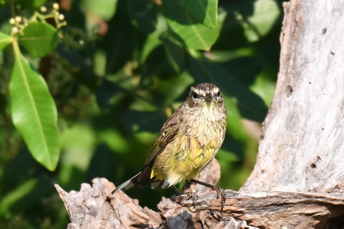 Palm Warbler - ML270927771