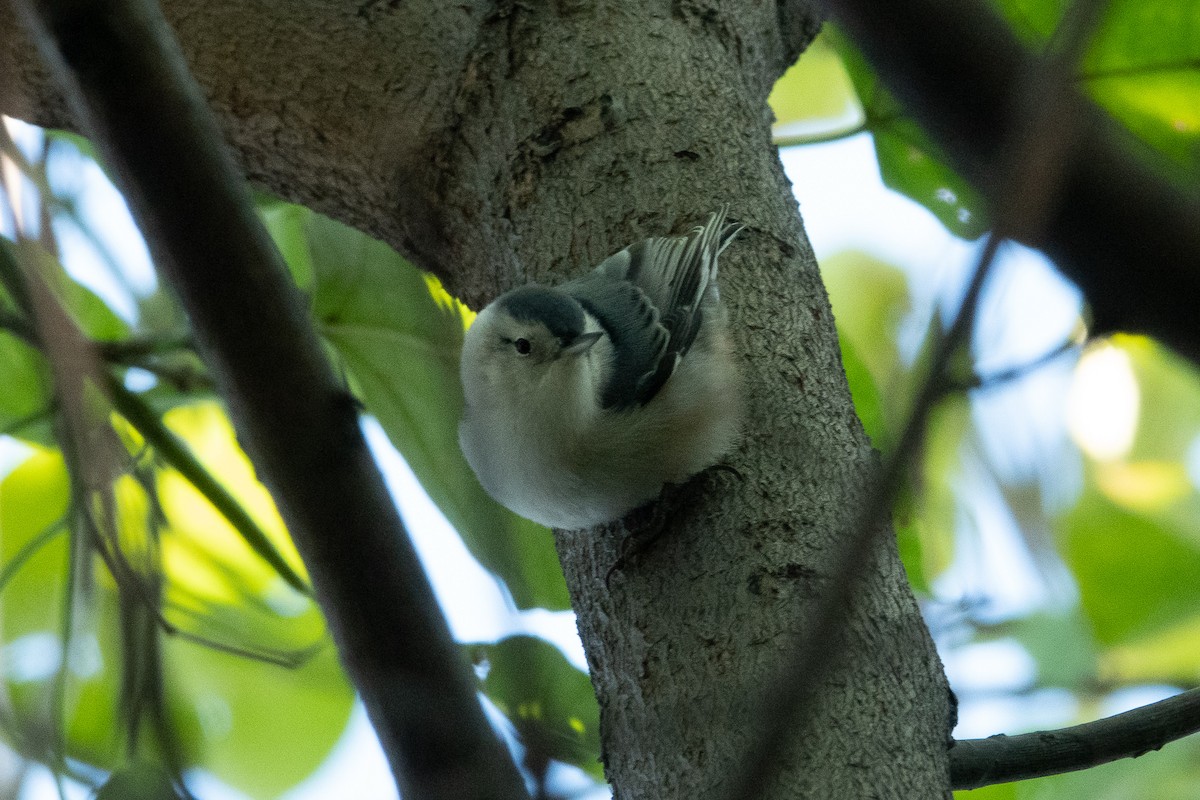 White-breasted Nuthatch - ML270928041