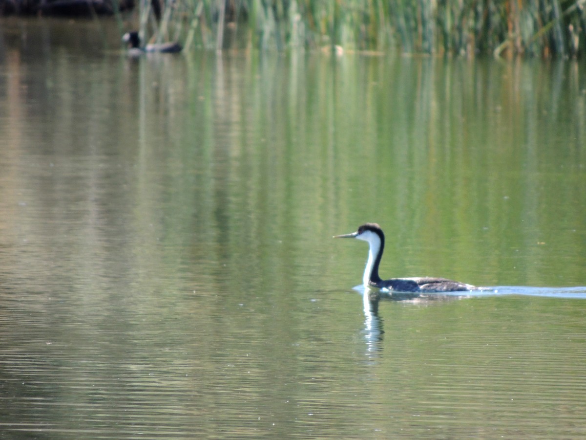 Western Grebe - ML270928061