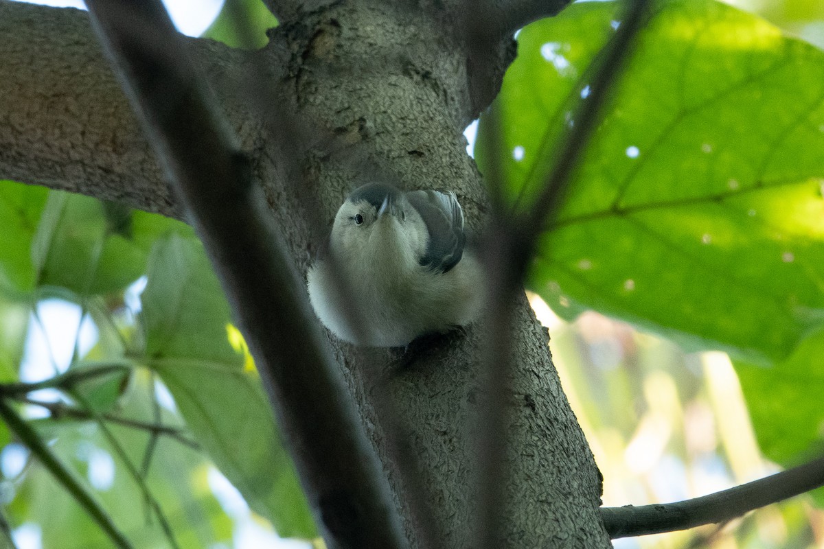 White-breasted Nuthatch - ML270928071