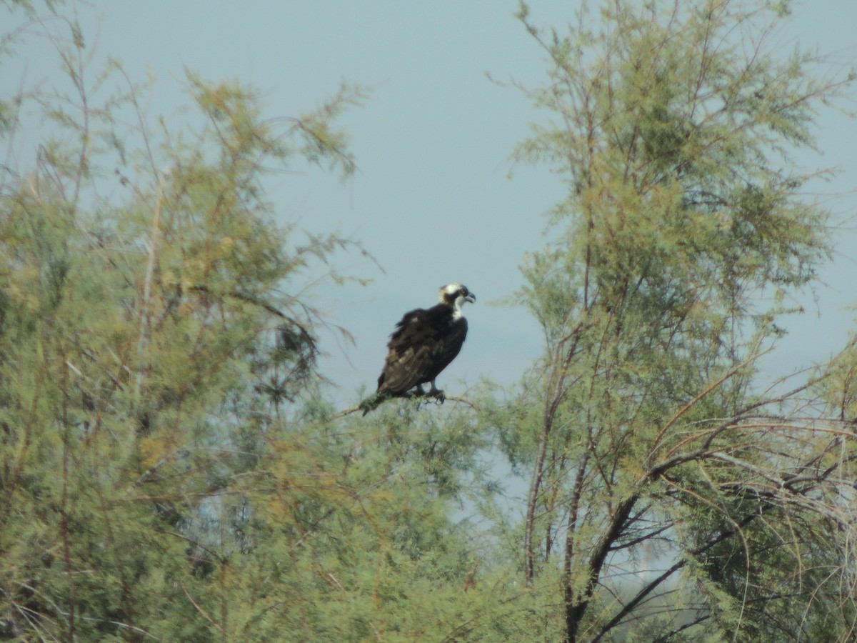 Osprey - ML270928091