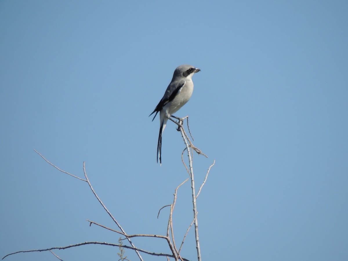 Loggerhead Shrike - ML270928151