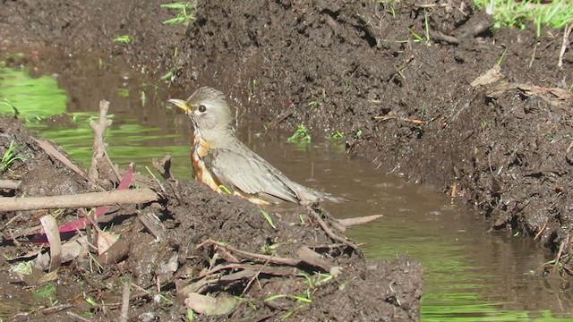 American Robin - ML270928401