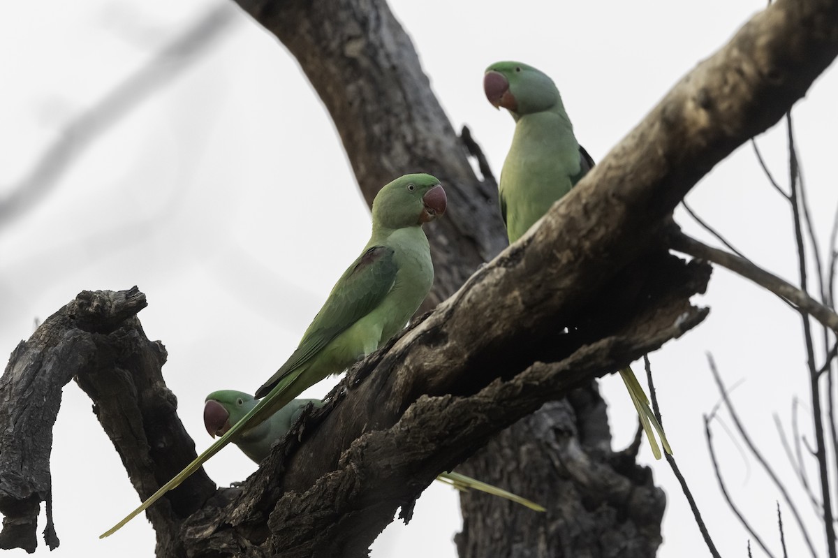 Alexandrine Parakeet - ML270928881