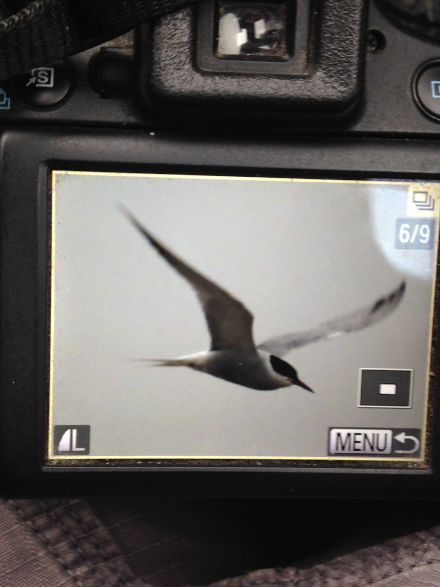 Эгэл хараалай - ML27092911