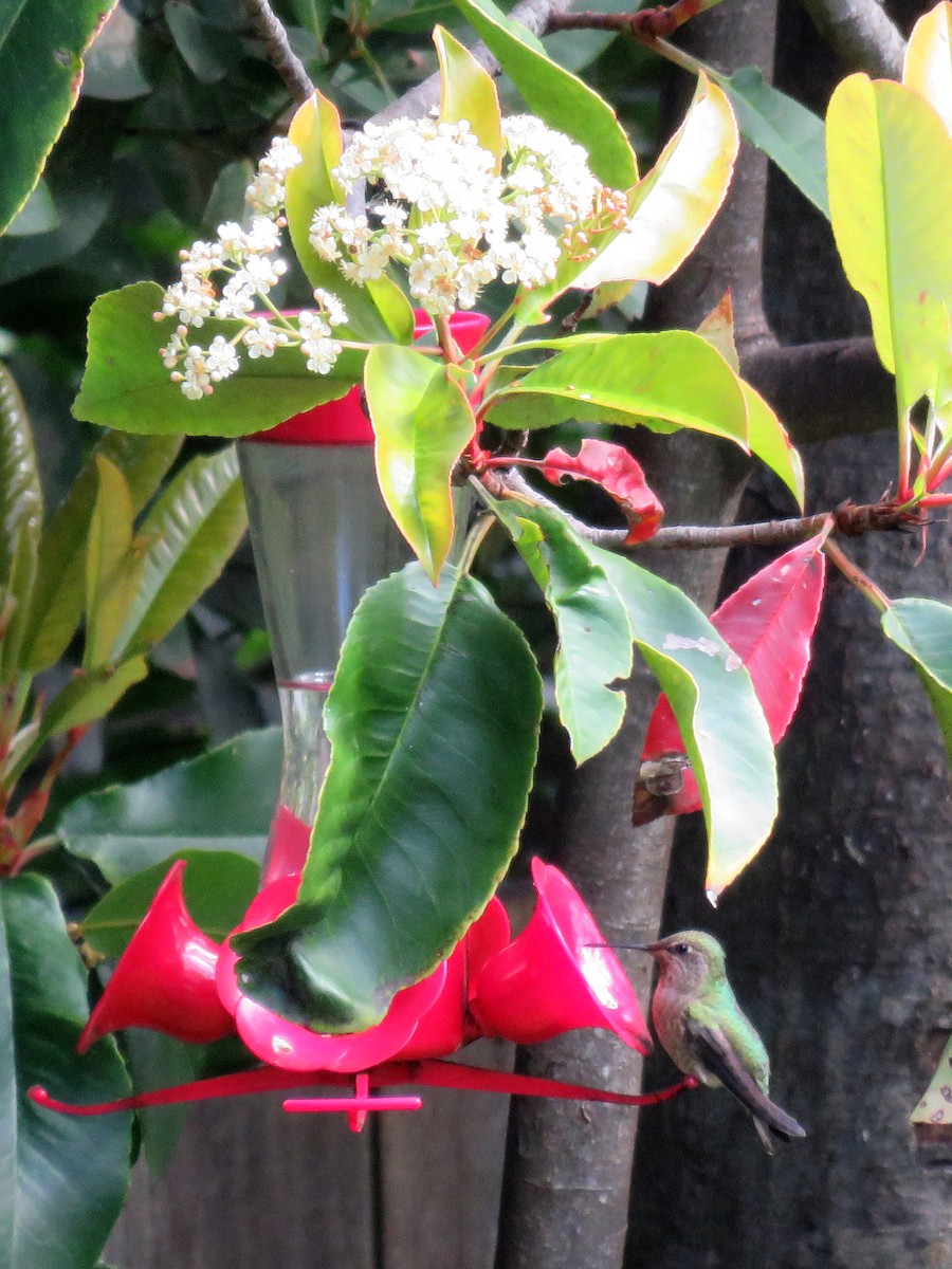 Рубиновый калипсо - ML270930311