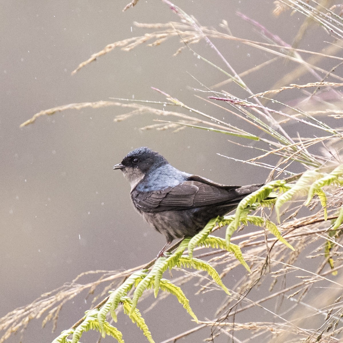 Brown-bellied Swallow - Peter Hawrylyshyn