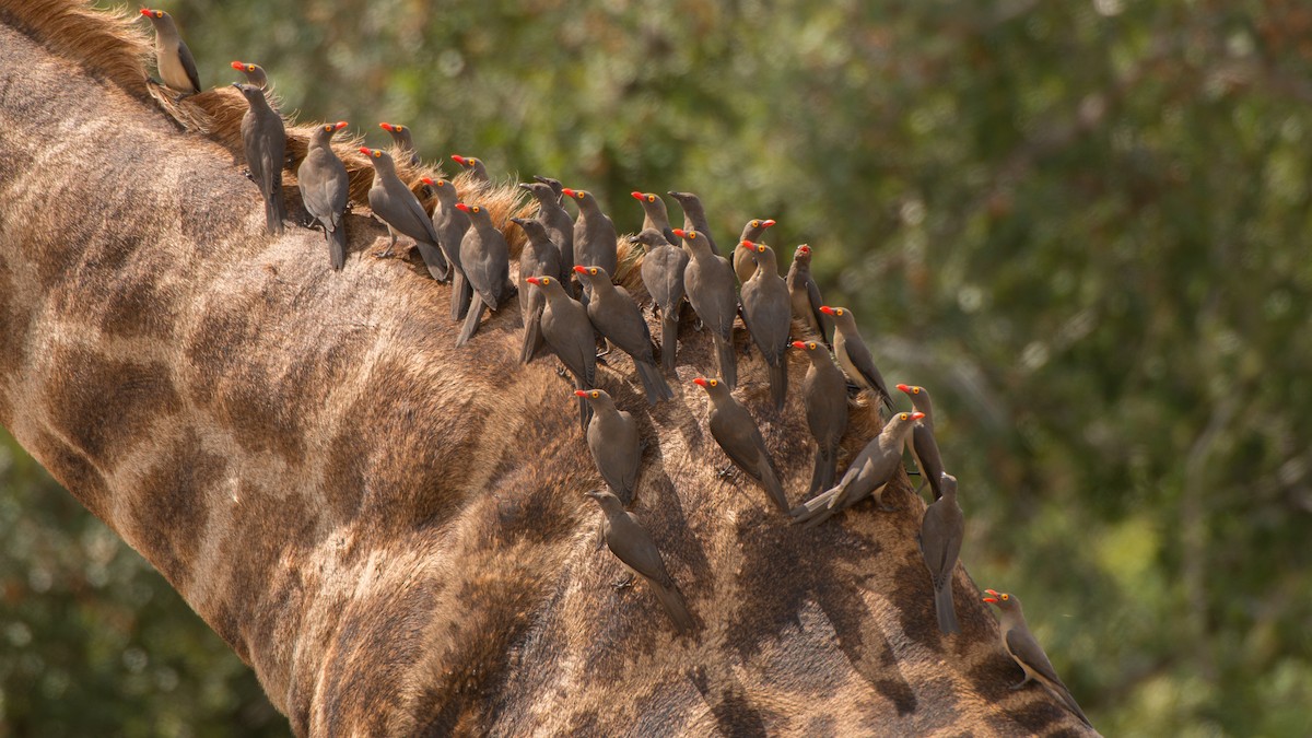 Red-billed Oxpecker - Eric van Poppel