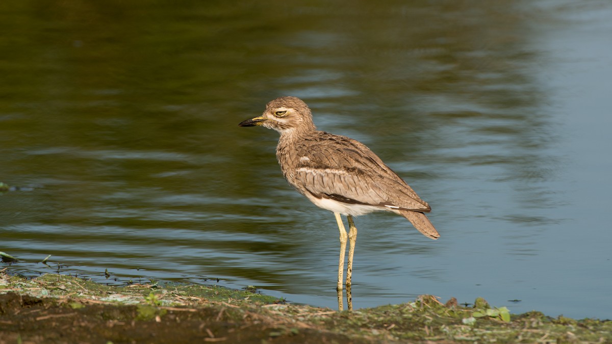 Water Thick-knee - ML270932421