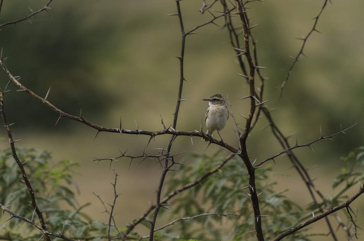 White-browed Bushchat - ML270932431