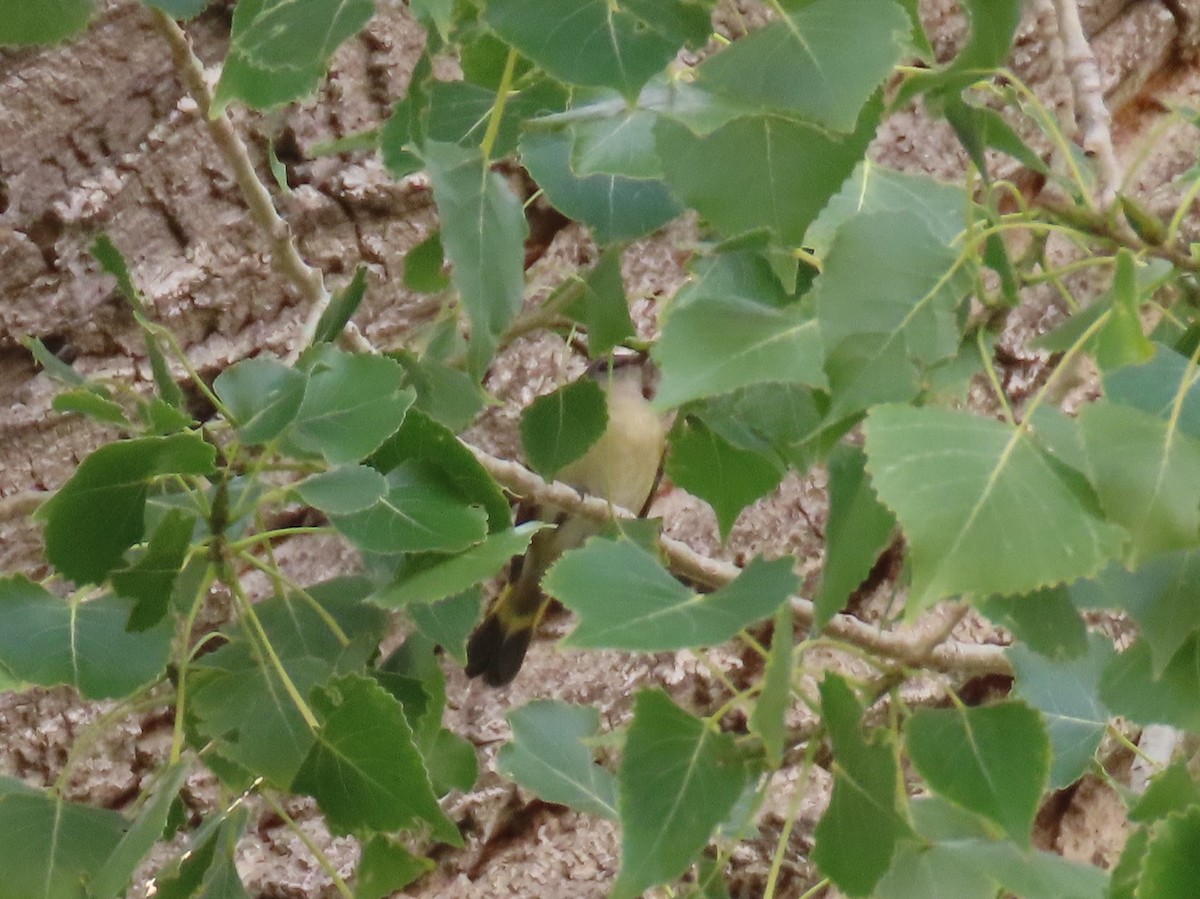 American Redstart - ML270932441