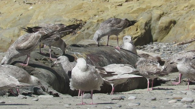 goéland ou mouette sp. - ML270933061