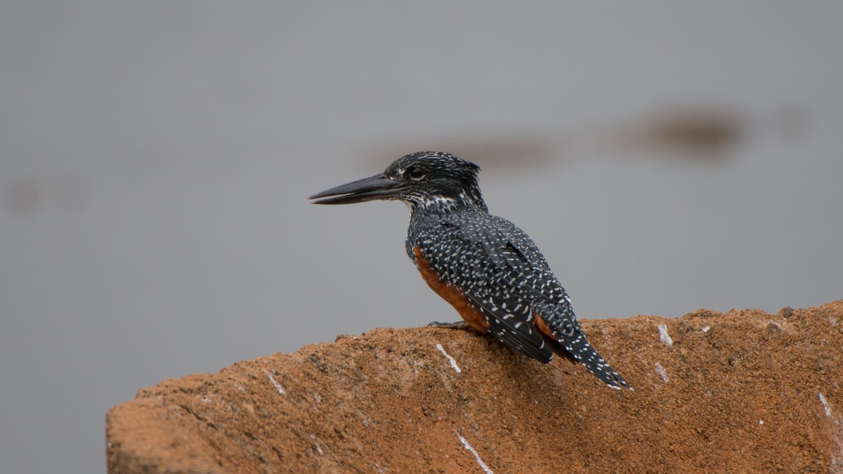 Giant Kingfisher - ML270933071