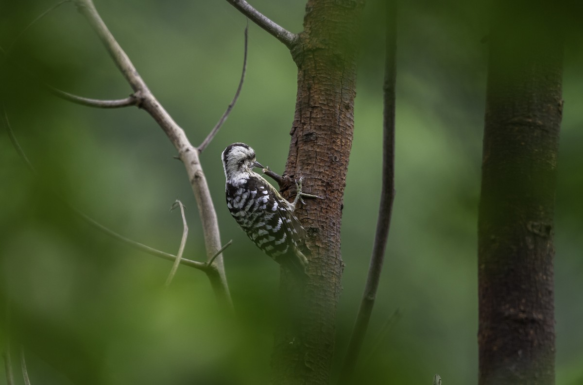 Gray-capped Pygmy Woodpecker - ML270933081