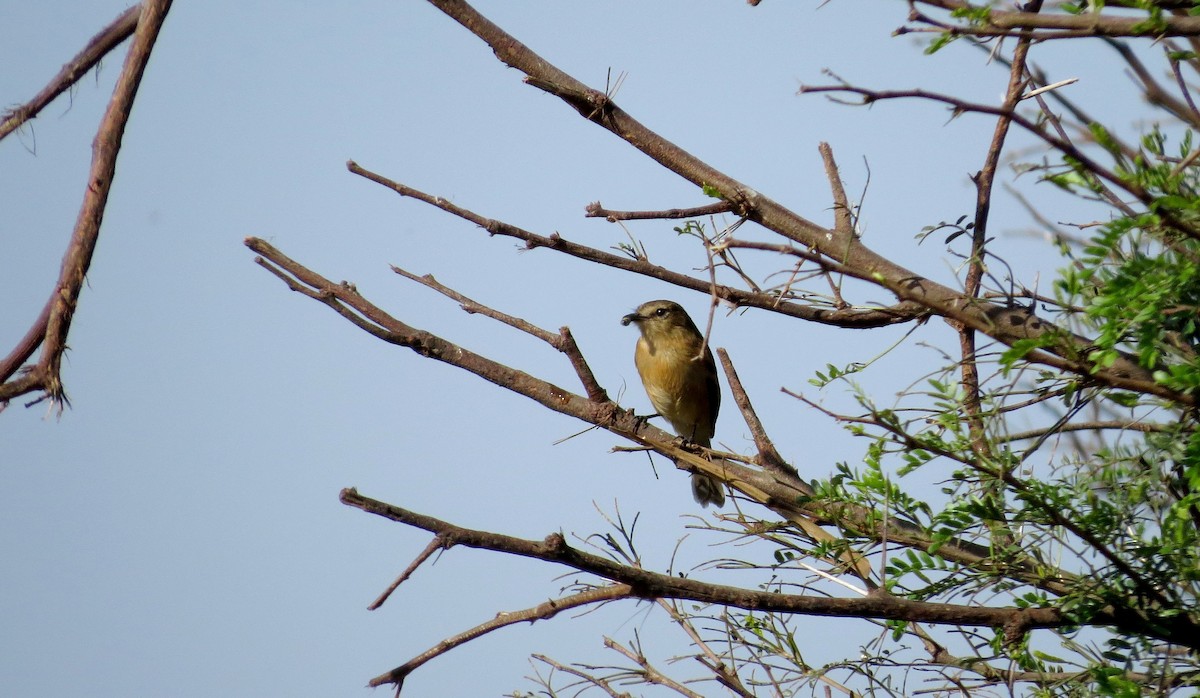 Rufescent Flycatcher - ML27093411