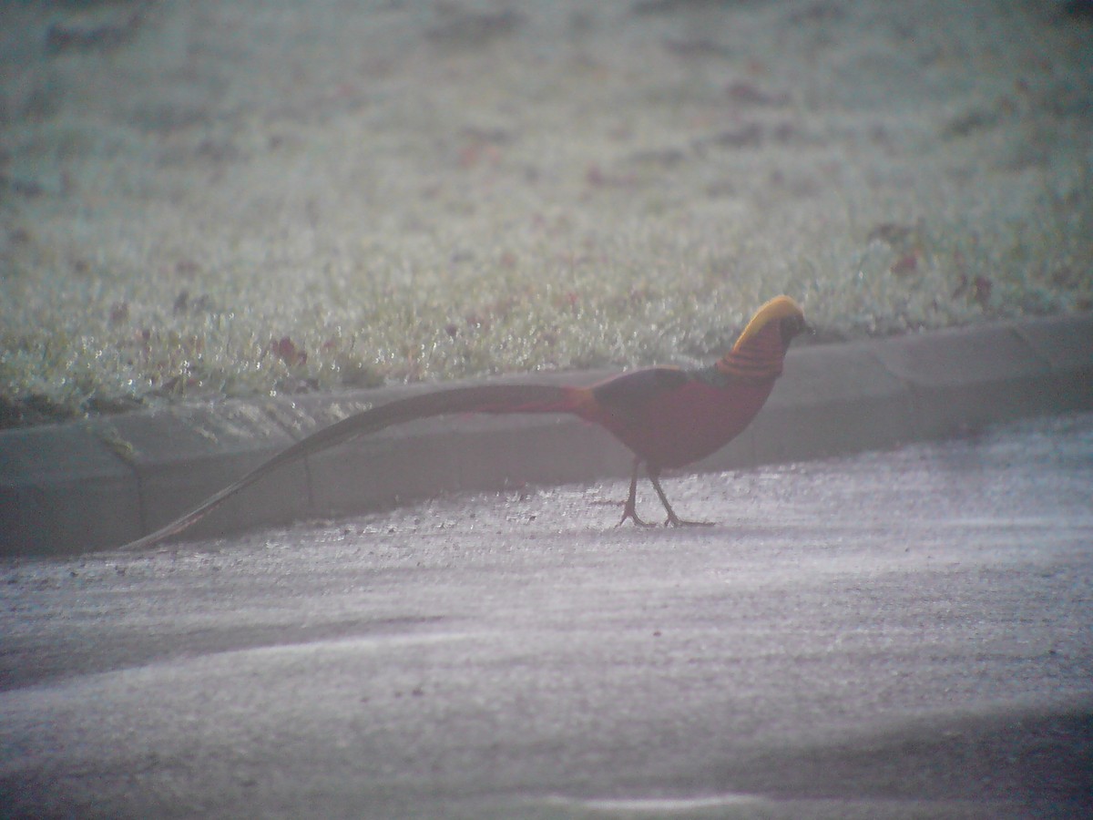 Golden Pheasant - Stephen Bailey