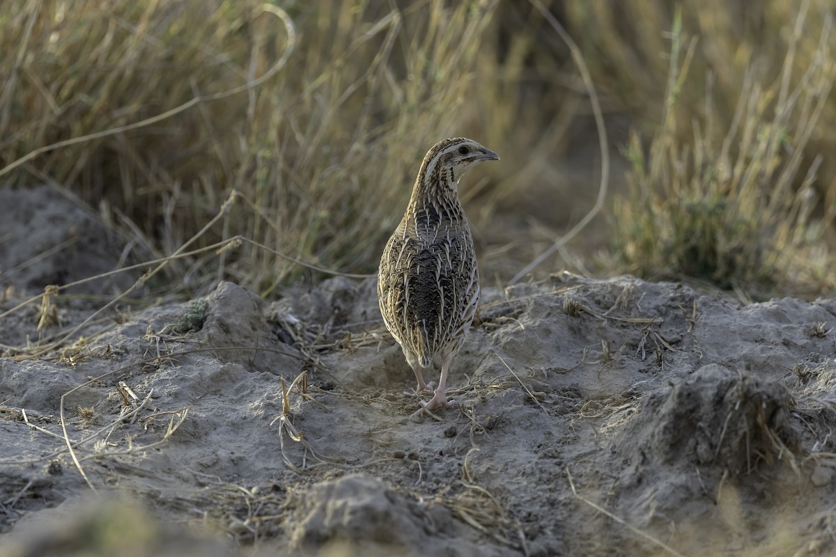 Common Quail - ML270934581