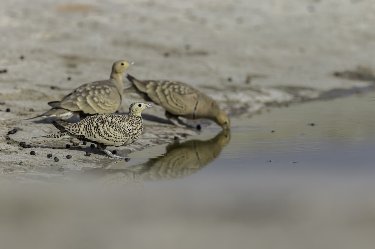 Chestnut-bellied Sandgrouse - ML270934761