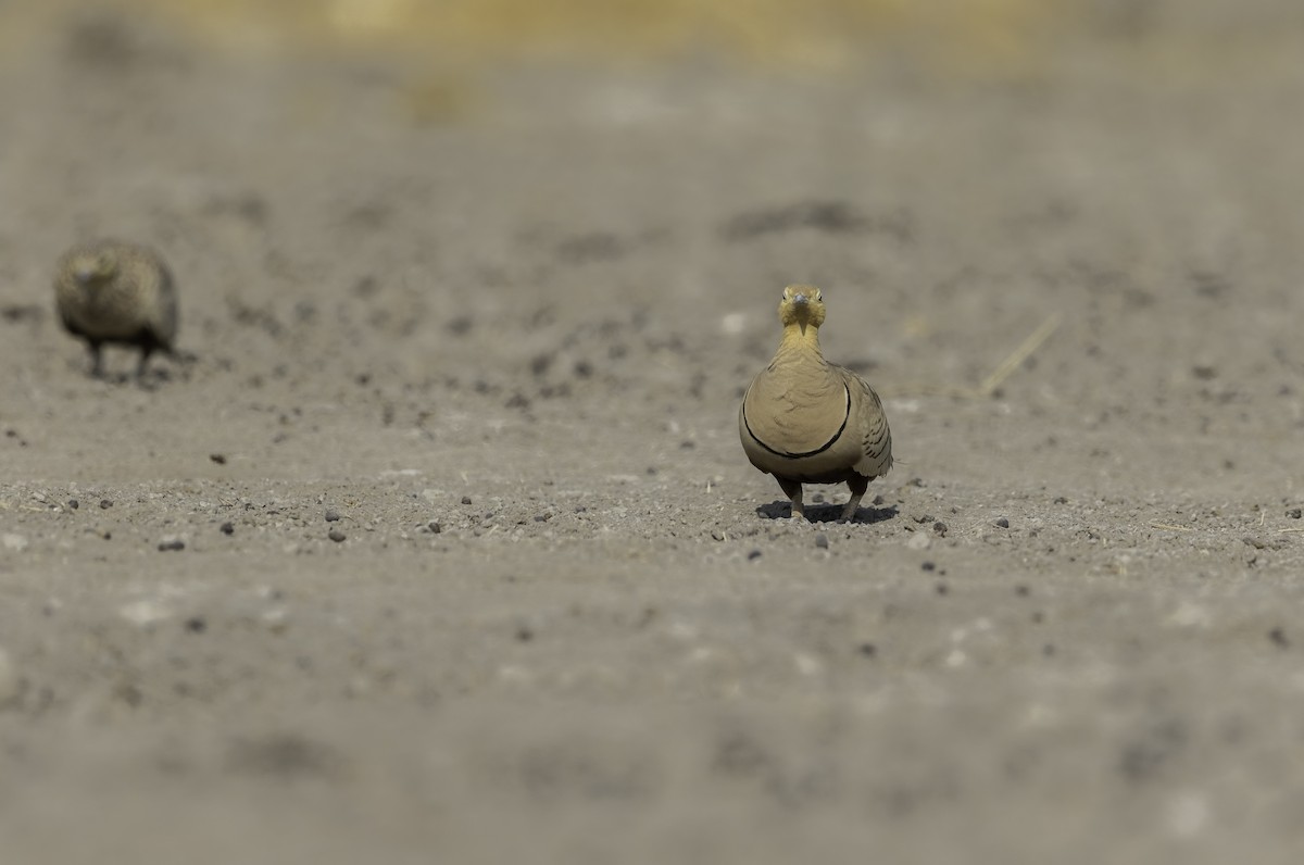 Chestnut-bellied Sandgrouse - ML270934961