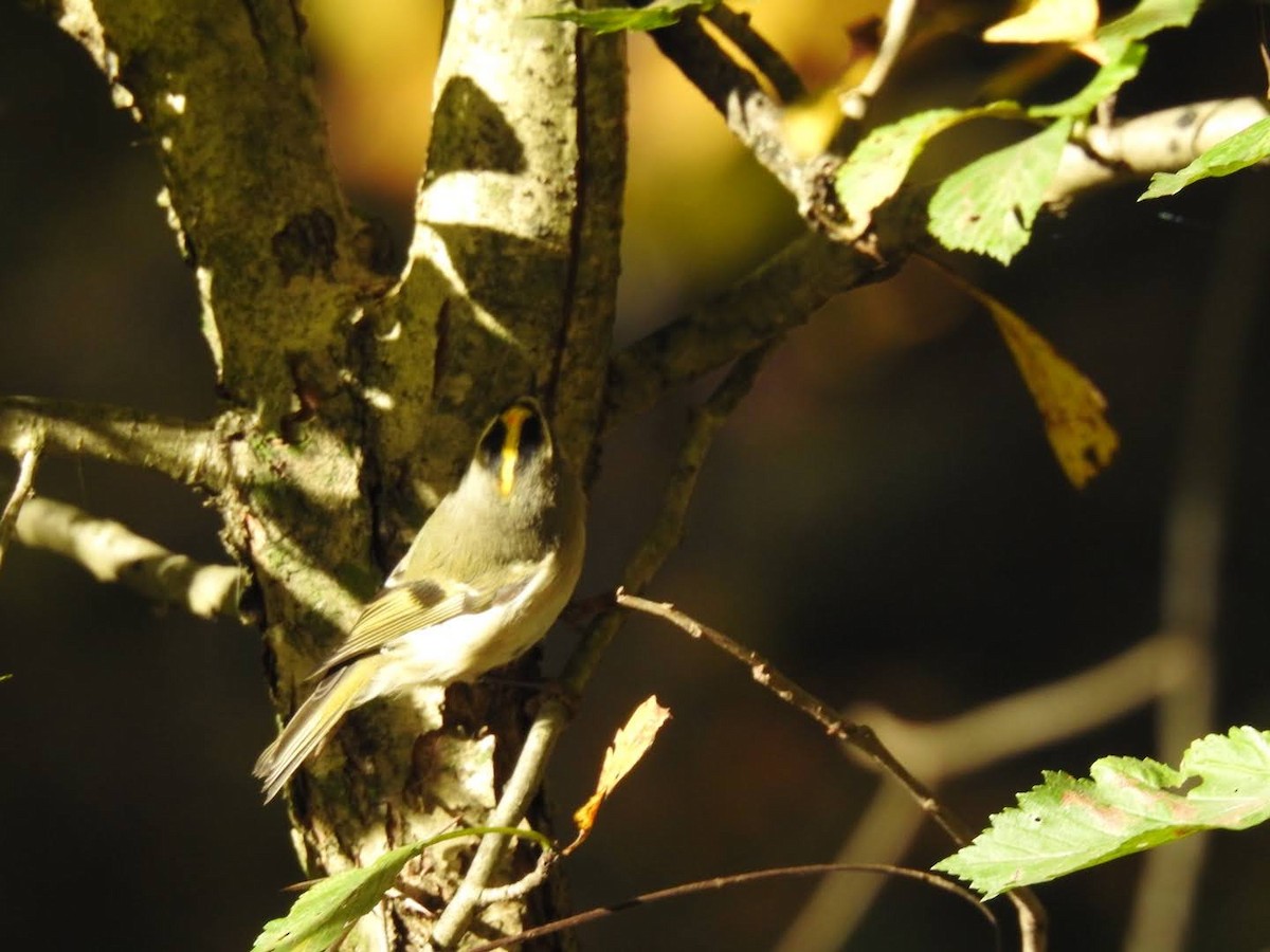 Golden-crowned Kinglet - ML270935031