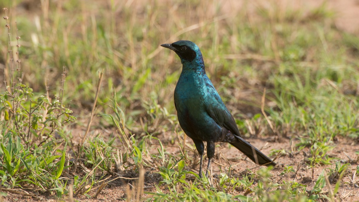 Burchell's Starling - ML270935061