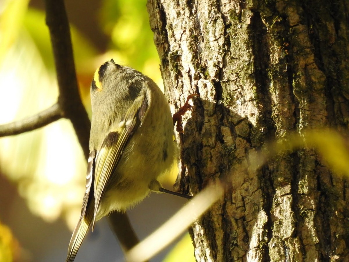 Golden-crowned Kinglet - ML270935101