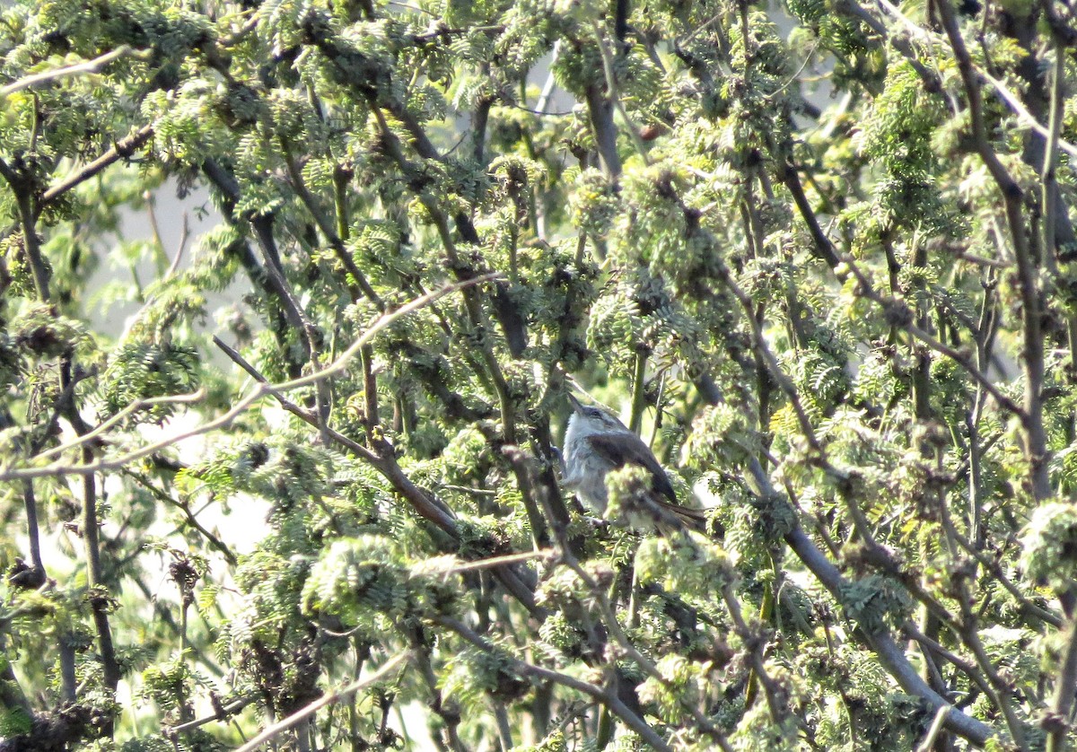 Necklaced Spinetail (La Libertad) - ML27093511