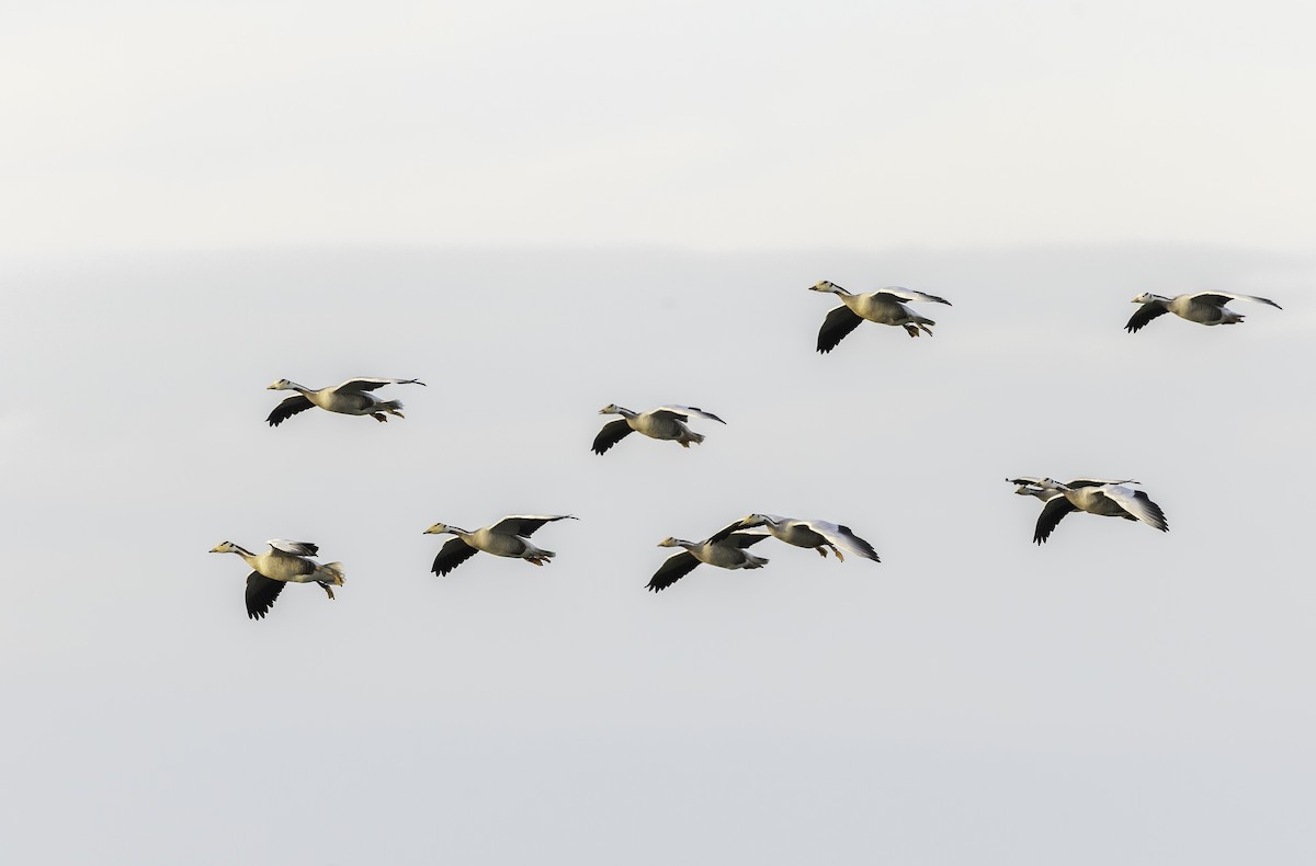 Bar-headed Goose - ML270935131