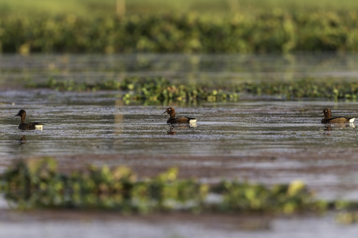 Ferruginous Duck - ML270935191