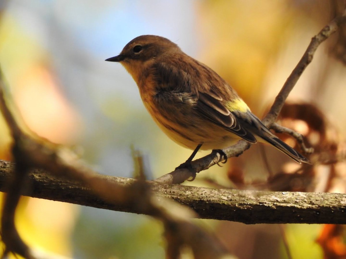 Yellow-rumped Warbler - Ayden Van Fossen