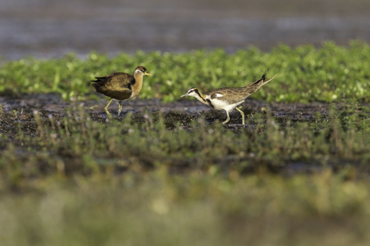 Pheasant-tailed Jacana - ML270935291
