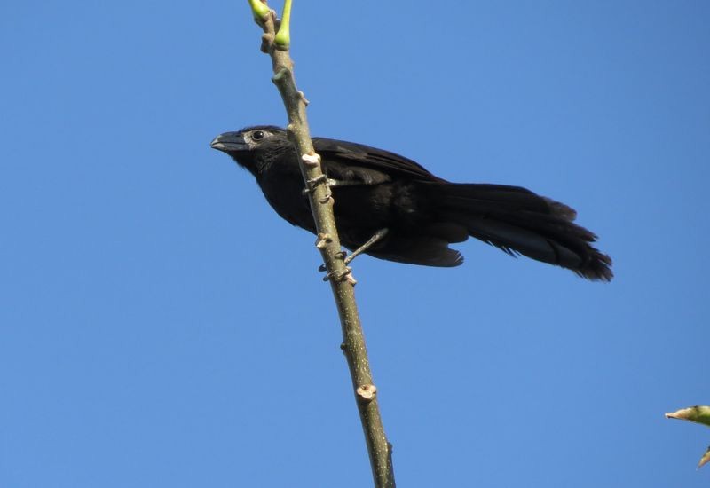 Groove-billed Ani - ML27093531