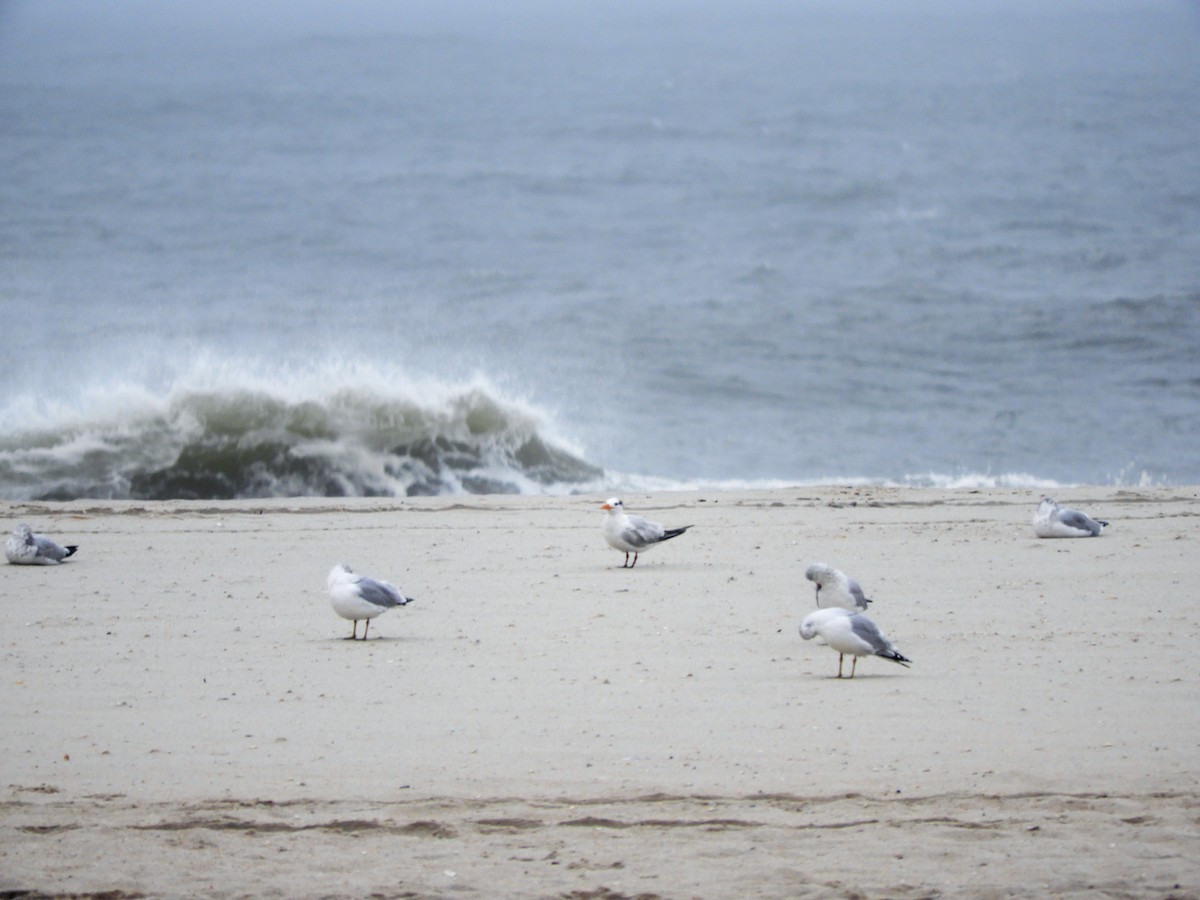 Royal Tern - ML270935341