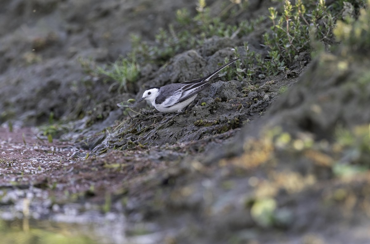 White Wagtail - ML270935361