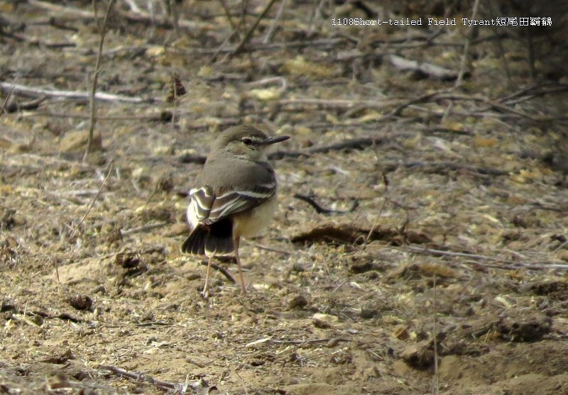 Short-tailed Field Tyrant - ML27093561