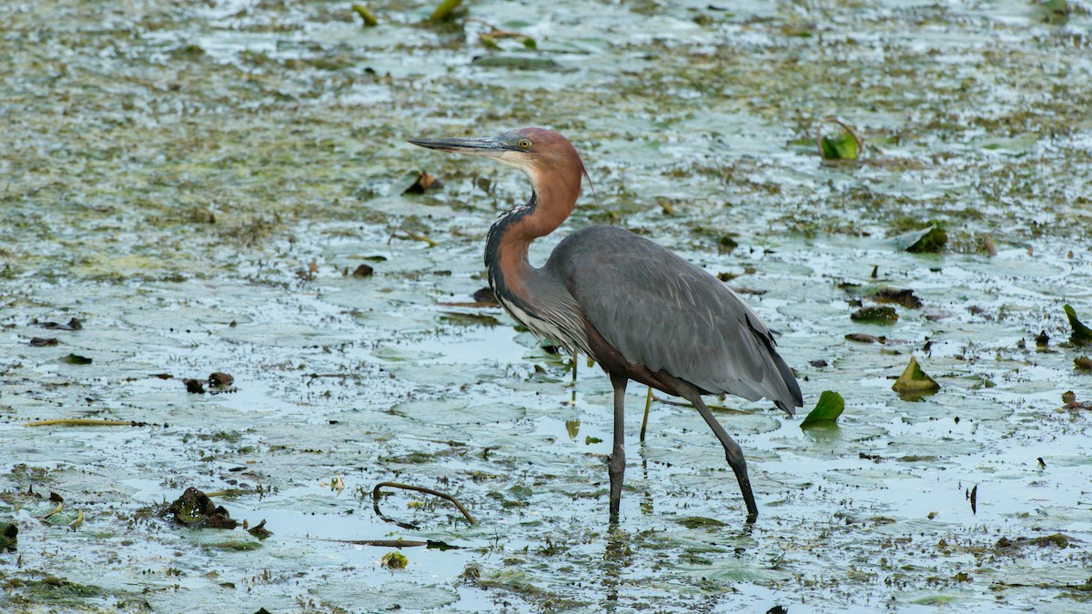 Goliath Heron - ML270935681