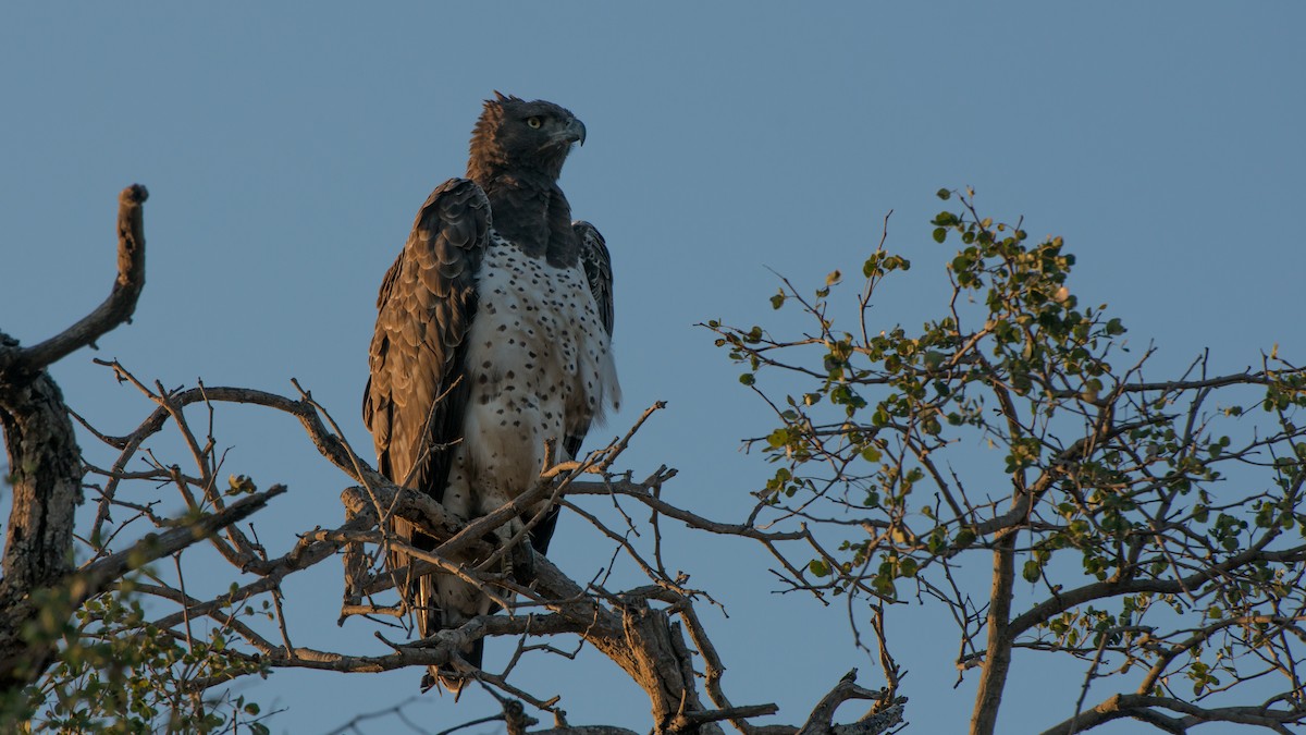 Martial Eagle - ML270935821